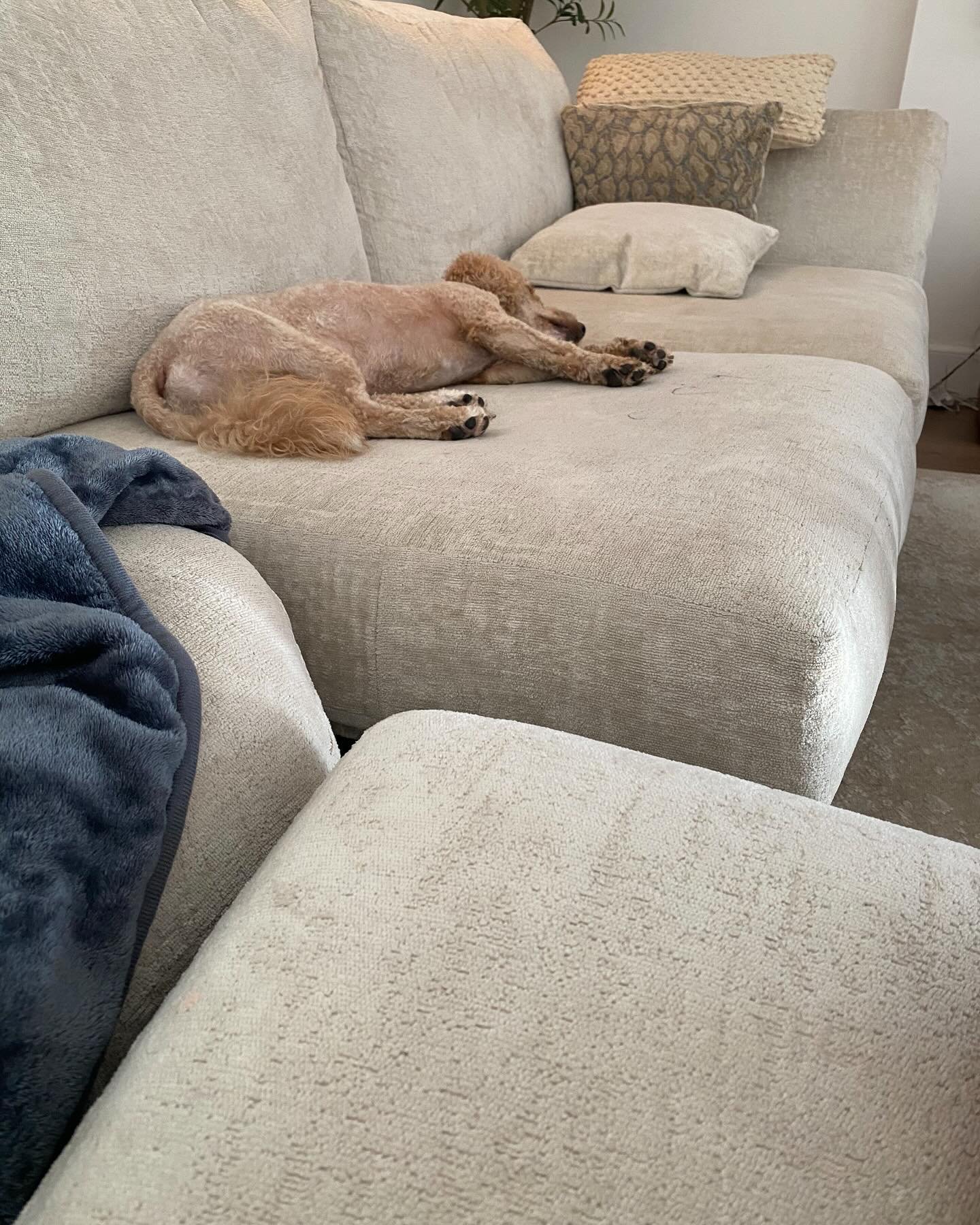 Dog resting in an indoor care area