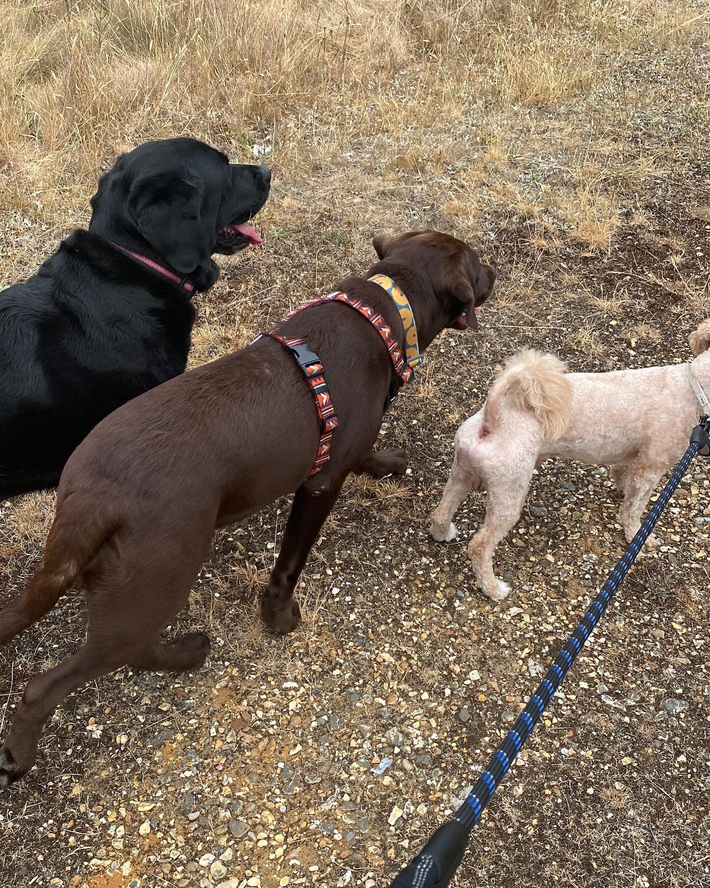 dog boarding and daycare in Iver